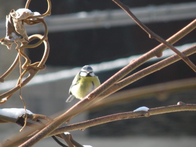 dalla finestra di casa...